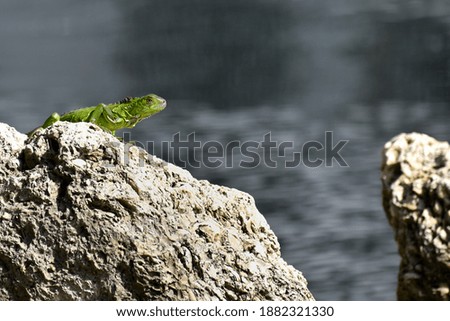 Similar – Image, Stock Photo Sea lizard on a rock by the sea