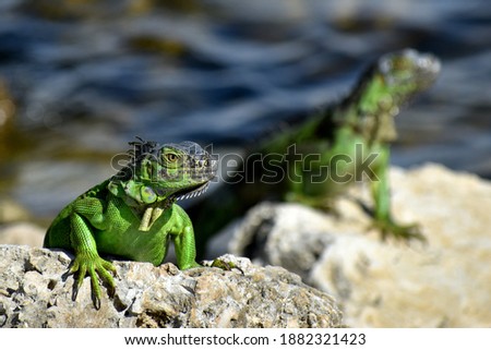 Similar – Image, Stock Photo Sea lizard on a rock by the sea
