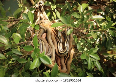 A Selective Focus Shot Of Many Snakes Behind Plants