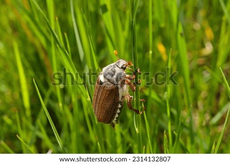 A selective focus shot of maybug on a grass stalk