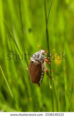 A selective focus shot of maybug on a grass stalk