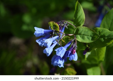 A Selective Focus Shot Of Mertensia Maritima (oyster Plant)