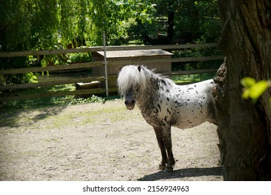 A selective focus shot of a miniature Appaloosa horse standing in the backyard of the barn