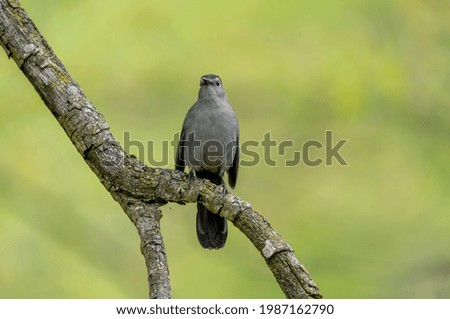 A selective focus shot of a mockingbird perched on a branch