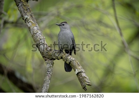 A selective focus shot of a mockingbird perched on a branch