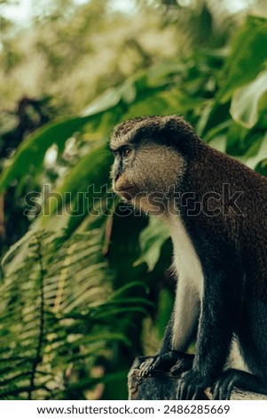 A selective focus shot of a monkey perched atop a wooden fence in the lush jungle surrounding Lake Grand Etang on the tropical island of Grenada