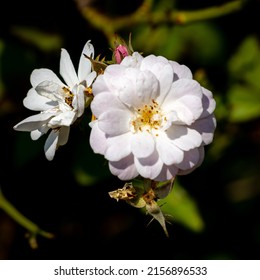 A selective focus shot of musk rose (Rosa moschata)