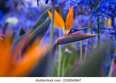 The selective focus shot of an orange Bird of Paradise plant in with a blurred blue flower field background