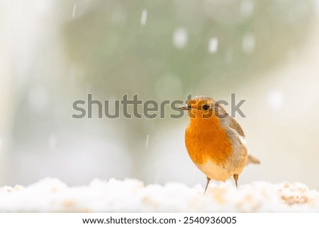 A selective focus shot of an orange robin perched under snowfall