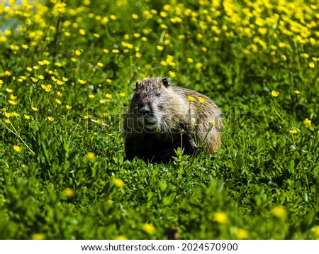 A selective focus shot of an otter sitting in the middle of a grass-covered meadow