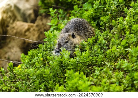 A selective focus shot of an otter sitting on the grass-covered meadow