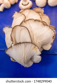 A Selective Focus Shot Of The Oyster Mushroom On A Blue Background