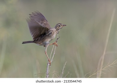 A Selective Focus Shot Of A Paddyfield Pipit - Slight Blur Of The Wings Shows That This Bird Is In Motion - In Takeoff Flight With Blurred Background In Natural Habitat.