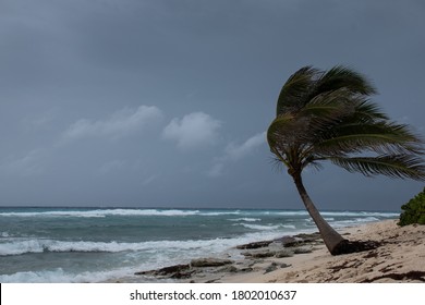 A selective focus shot of a palm tree in Grand Cayman being blown around by Hurricane Laura