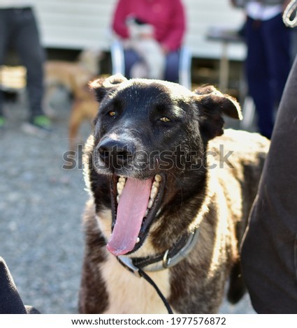 Similar – Image, Stock Photo Dog with tongue out.