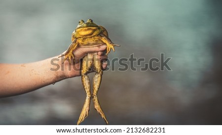 A selective focus shot of a person holding a big bullfrog in their hand on a blurry background