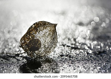 A Selective Focus Shot Of A Peruvian Groundcherry Physalis On A Grey Background