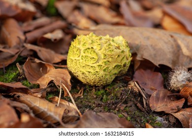 A Selective Focus Shot Of A Pezizales The Mushroom On The Ground