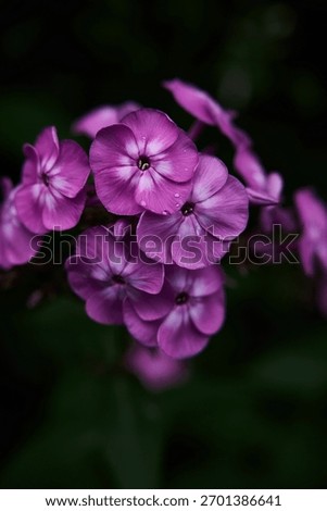 A selective focus shot of Phlox paniculata flowers in the garden in the daylight