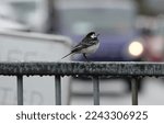 A selective focus shot of a pied wagtail perching on a wet metal roadside fence in an urban environment with defocused traffic in the background.