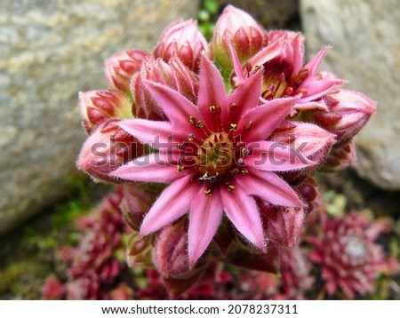 Selective focus shot of pink flowers of sempervivum tectorum. High quality photo
