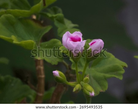 A selective focus shot of pink Geranium buds on a stem in a shady garden surrounded by green foliage