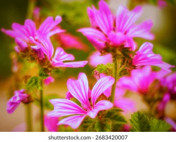 A selective focus shot of pink malva moschata flowers in the garden