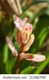 A selective focus shot of pink tuberose buds in the garden