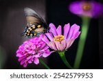 A selective focus shot of pipevine swallowtail (battus philenor) perched on pink zinnia