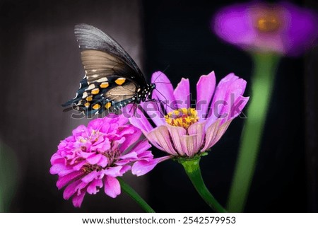 A selective focus shot of pipevine swallowtail (battus philenor) perched on pink zinnia