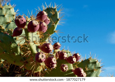 Similar – Image, Stock Photo prickly pears Fruit Nature