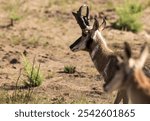 A selective focus shot of pronghorn (antilocapra americana)