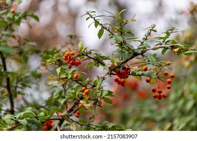 A selective focus shot of pyracantha with berry-like pomes - Shutterstock ID 2157083907