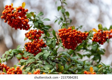 A selective focus shot of pyracantha with berry-like pomes - Shutterstock ID 2157084281