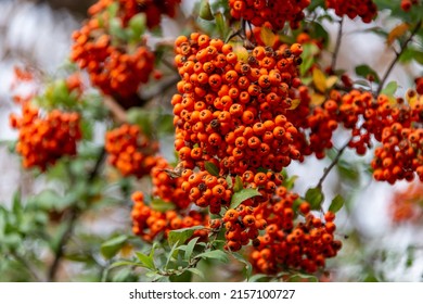 A selective focus shot of pyracantha with berry-like pomes - Shutterstock ID 2157100727