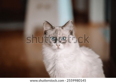 A selective focus shot of a Ragdoll cat sitting with wide-eyed expression