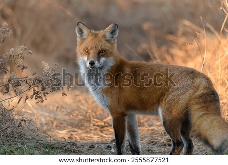 A selective focus shot of a Red Fox in the forest