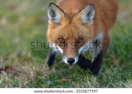 A selective focus shot of a Red Fox in the forest