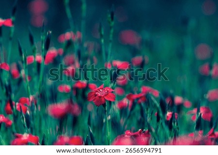 A selective focus shot of red Maiden pink flower in the green meadow