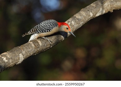 A selective focus shot of a red-bellied woodpecker bird perched on a tree branch - Powered by Shutterstock