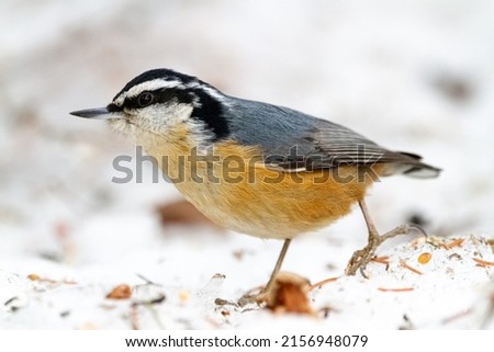 A selective focus shot of a Red-Breasted Nuthatch bird on the ground