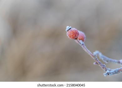 A selective focus shot of rose hip berries with morning frost in the meadow
