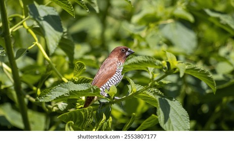 A selective focus shot of a Scaly-breasted munia bird perched on a tree branch - Powered by Shutterstock