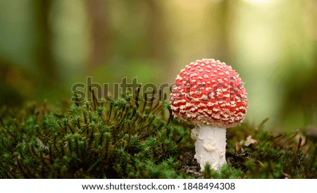 Similar – Image, Stock Photo Fly agaric on the forest path