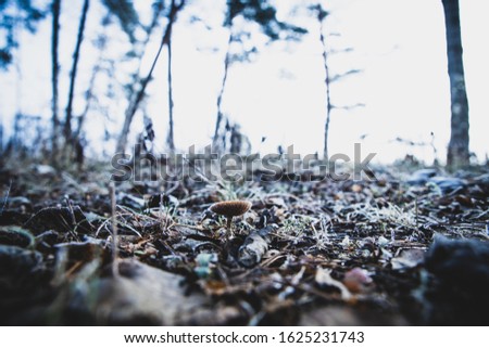 Similar – Image, Stock Photo a small toadstool grows in the grass on the forest floor