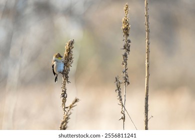 A selective focus shot of a small warbler bird perched on a wild plant
