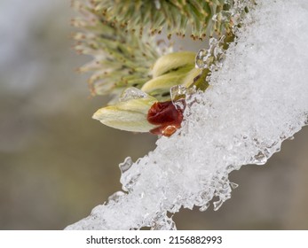 A selective focus shot of snowy conifer needles