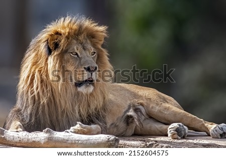 The selective focus shot of the Southwest African lion sitting and looking like a king of animals