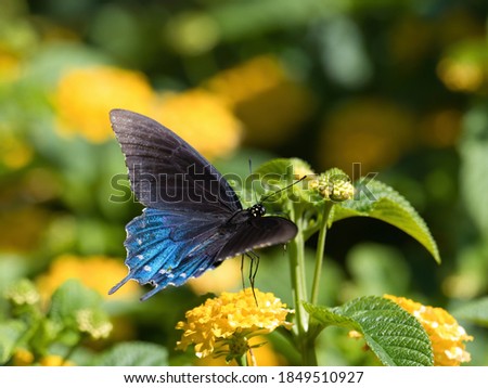 Similar – Foto Bild Schmetterling Schwalbenschwanz Butterfly swallowtail