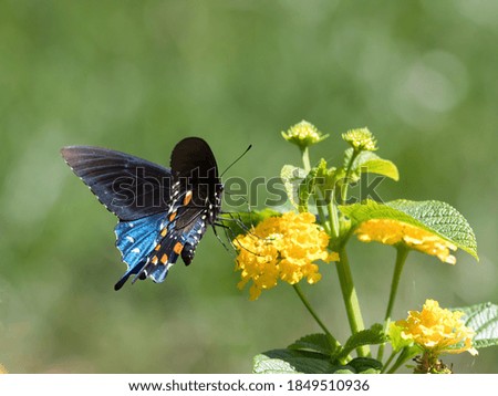 Similar – Foto Bild Schmetterling Schwalbenschwanz Butterfly swallowtail